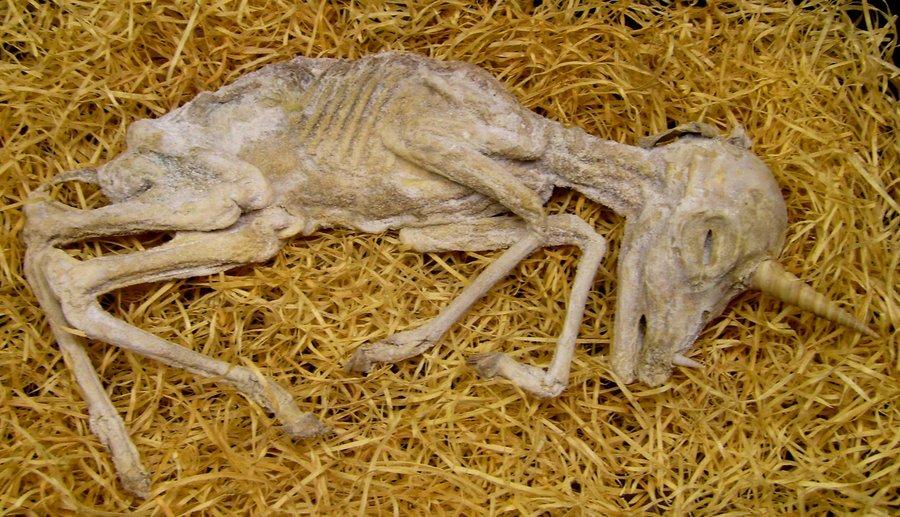 Mummified Baby Unicorn Gaff 3 by DETHCHEEZ