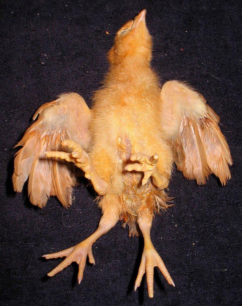 Freak 4 Legged Chicken 1 by DETHCHEEZ