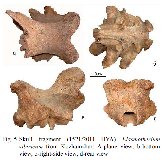 Elasmotherium sibiricum.  Shpansky et al.