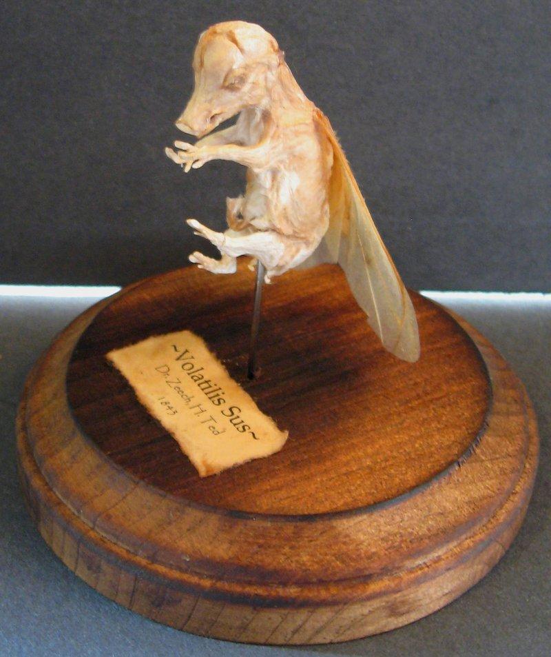 Mummified Flying Pig Gaff 4 by DETHCHEEZ