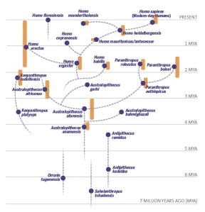 hominin_evolutionary_tree