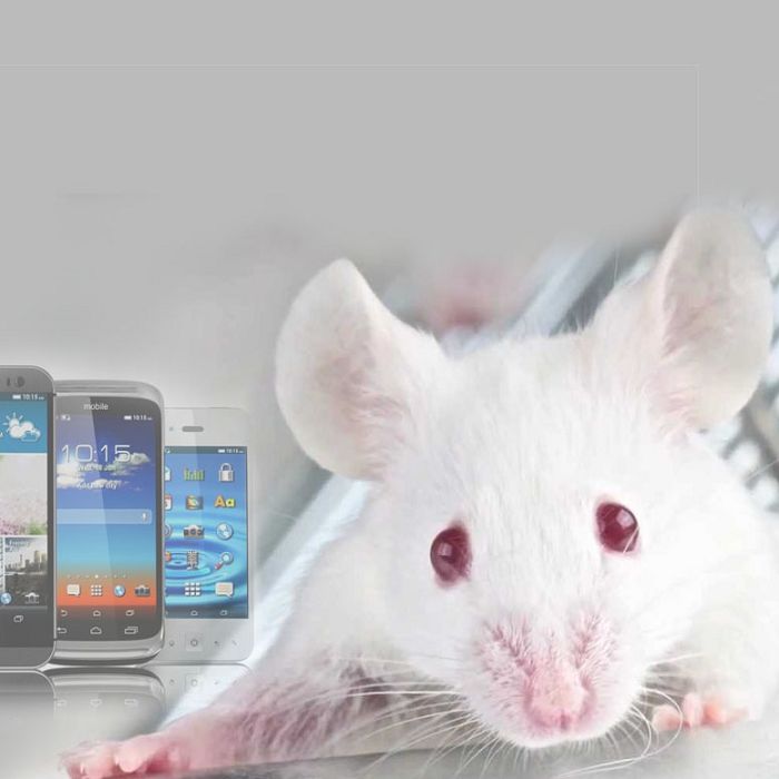 No, un estudio de ratas con resultados marginales no prueba que los teléfonos celulares causan cáncer